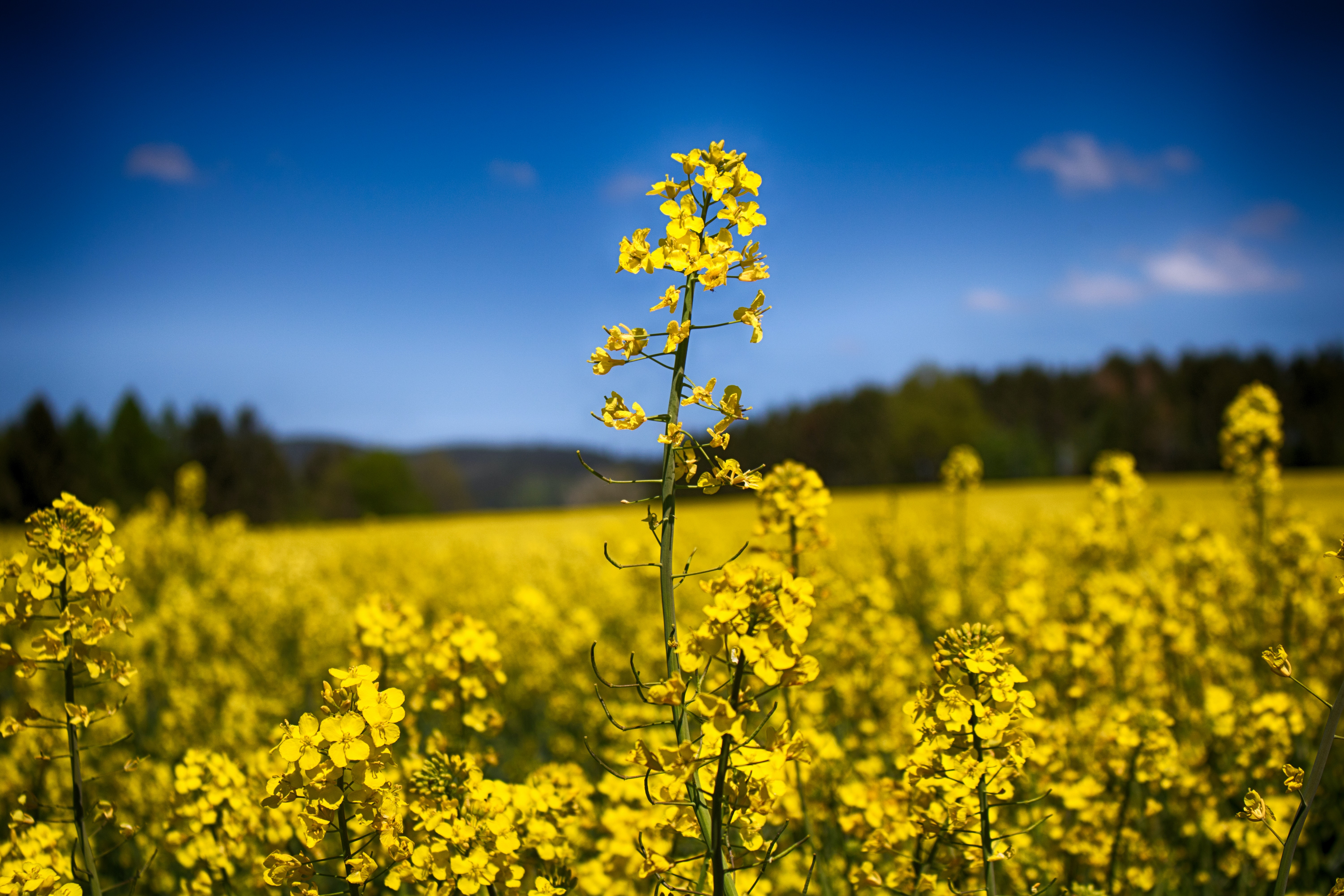 Building a better world through alternative protein sources